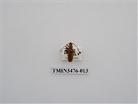 藏品(長角姬天牛)的圖片